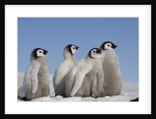 Emperor Penguin Chicks in Antarctica by Anonymous