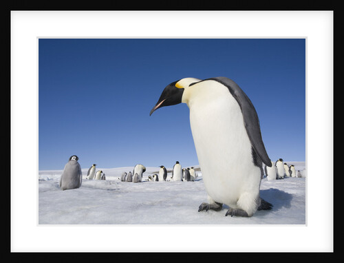 Emperor Penguins in Antarctica by Anonymous