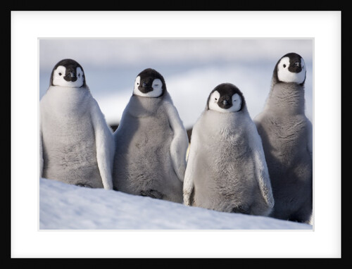 Emperor Penguins in Antarctica by Anonymous