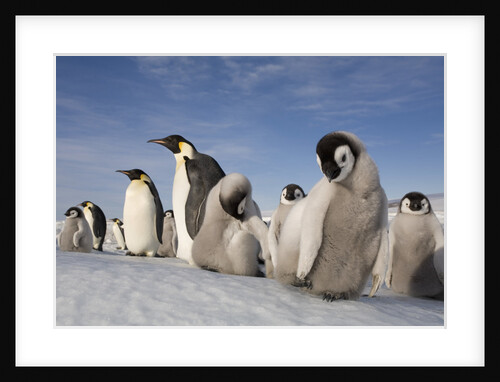 Emperor Penguins in Antarctica by Anonymous