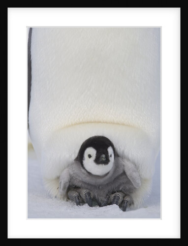 Emperor Penguin Chick on Mother's Feet by Anonymous