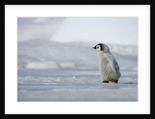 Emperor Penguin Chick in Antarctica by Anonymous