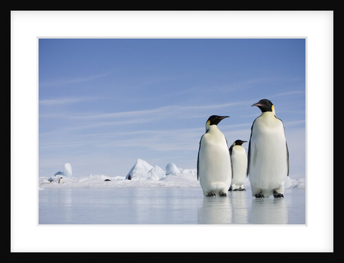Emperor Penguins in Antarctica by Anonymous