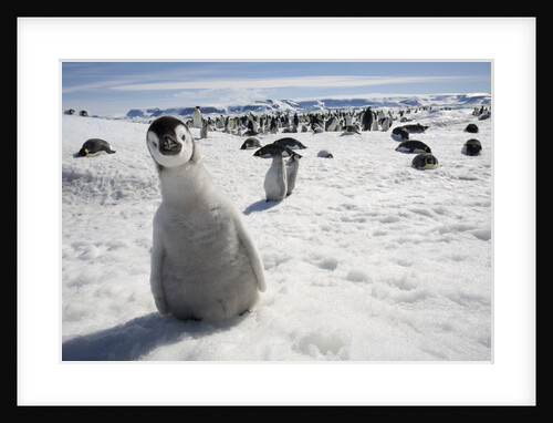 Emperor Penguin Chick in Antarctica by Anonymous
