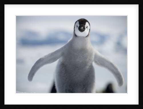 Emperor Penguin Chick in Antarctica by Anonymous