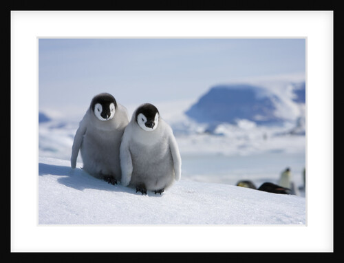 Emperor Penguin Chicks in Antarctica by Anonymous