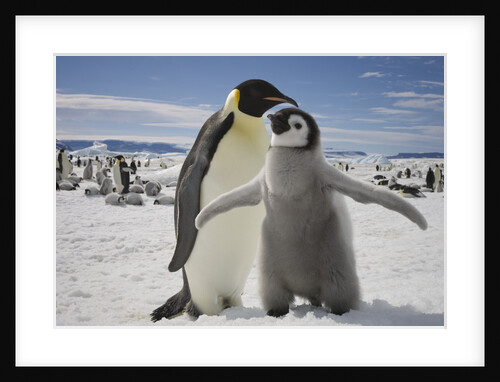Emperor Penguin and Chick in Antarctica by Anonymous