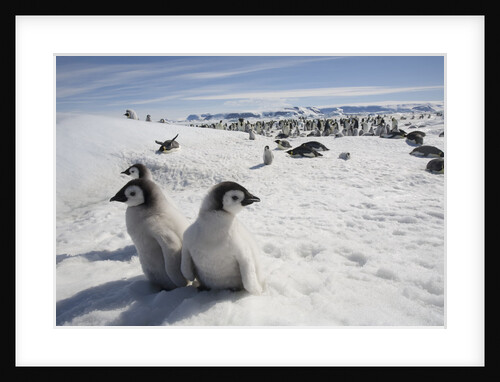 Emperor Penguin Chicks in Antarctica by Anonymous