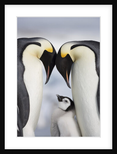 Emperor Penguins and Chick in Antarctica by Anonymous