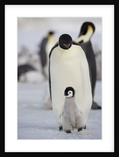 Emperor Penguin and Chick in Antarctica by Anonymous