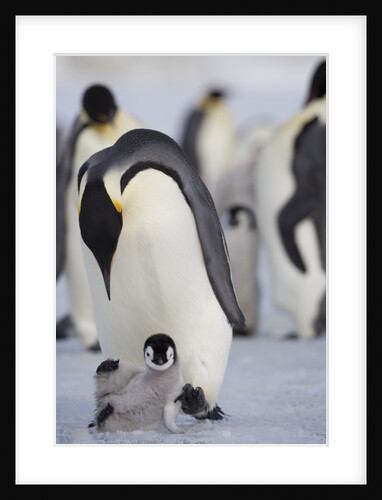 Emperor Penguin and Chick in Antarctica by Anonymous
