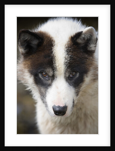 Close-up of Sled Dog by Anonymous