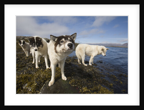 Sled Dogs in Sisimiut by Anonymous