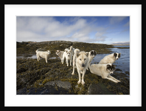 Pack of Sled Dogs by Anonymous