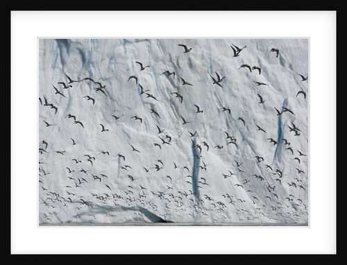 Seabirds and Equip Sermia Glacier by Anonymous