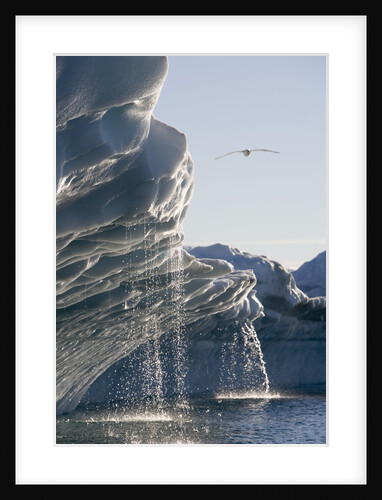 Melting Icebergs in Disko Bay, Greenland by Anonymous
