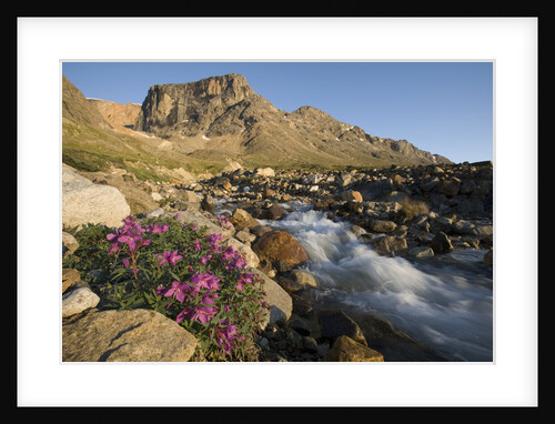 Fireweed Flowers Along Stream by Anonymous