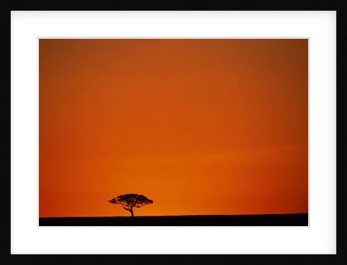 Lone Acacia Tree at Sunrise by Anonymous