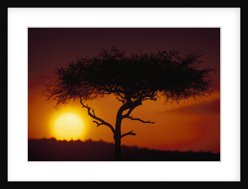Acacia Tree at Sunset by Anonymous