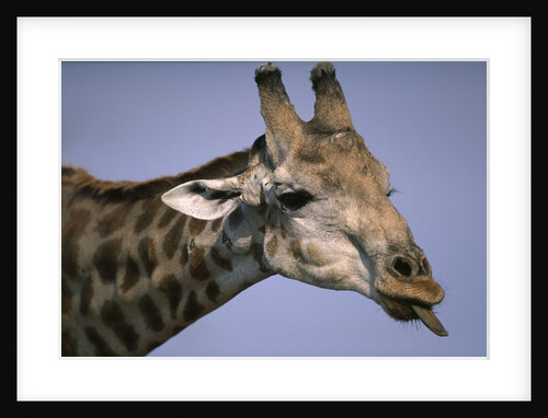 Giraffe Sticking Out Tongue by Anonymous