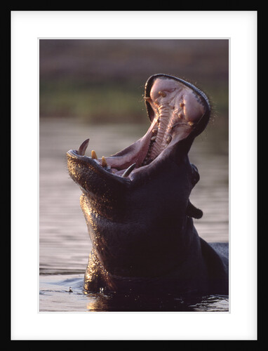 Hippopotamus in River by Anonymous