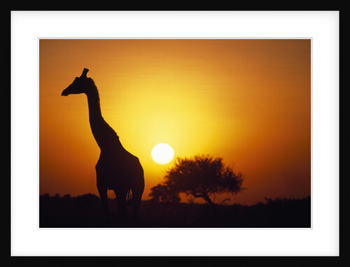 Silhouette of Giraffe at Sunrise by Anonymous