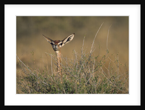 Female Gerenuk behind Bush by Anonymous