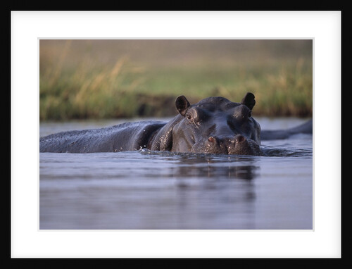 Hippopotamus in River by Anonymous