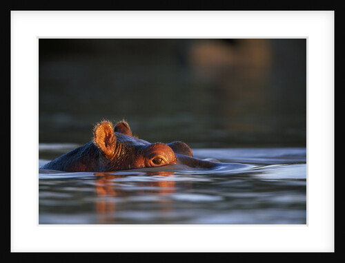 Hippopotamus in River by Anonymous
