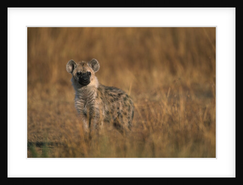 Spotted Hyena Pup by Anonymous