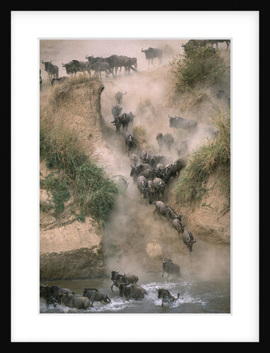 Wildebeests Running into River by Anonymous