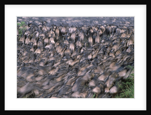 Wildebeest Migration by Anonymous