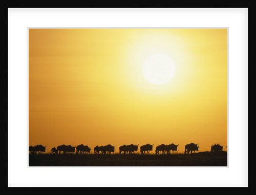 Morning Wildebeest Migration by Anonymous