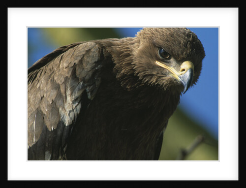 Close-up of Tawny Eagle by Anonymous