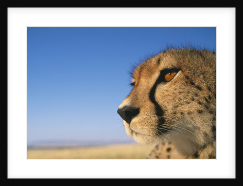 Close-up of Cheetah by Anonymous