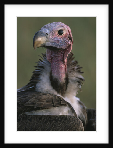 Close-up of Lappet-Faced Vulture by Anonymous