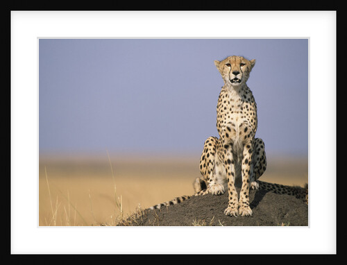 Cheetah on Termite Mound by Anonymous
