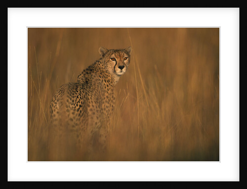 Cheetah in Grass by Anonymous