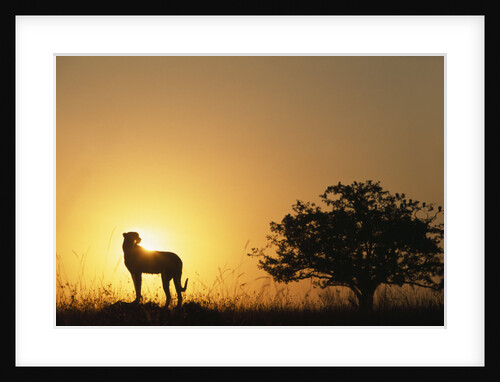 Silhouette of Cheetah and Tree by Anonymous