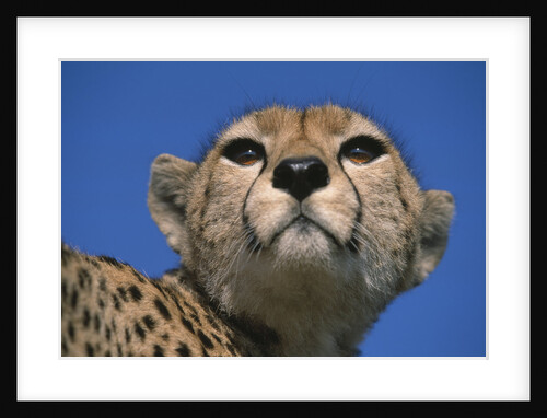 Close-up of Cheetah by Anonymous