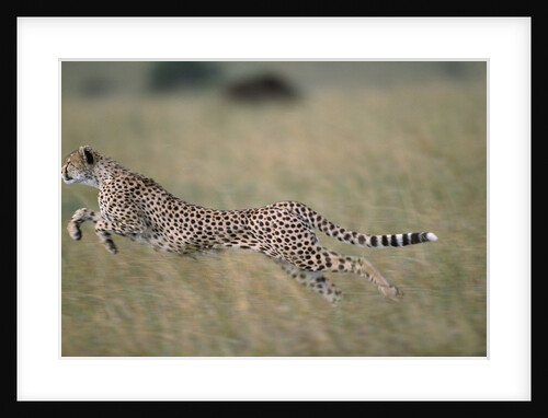 Leaping Cheetah in Grass by Anonymous