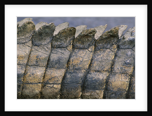Close-up of Nile Crocodile Scales by Anonymous
