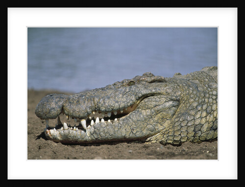Close-up of Nile Crocodile by Anonymous