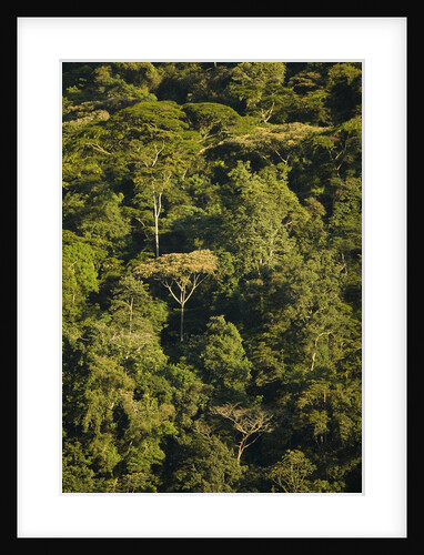 Rainforest Bwindi Impenetrable National Park by Anonymous