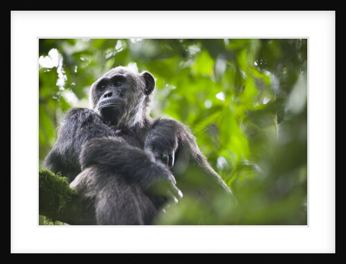 Chimpanzee in Tree by Anonymous