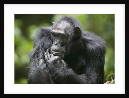 Chimpanzee by Anonymous