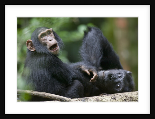 Young Chimpanzee Playing with Adult by Anonymous