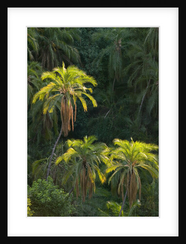 Palm Trees Along Zambezi River by Anonymous