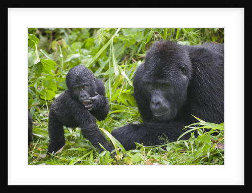 Baby Mountain Gorilla with Adult Male by Anonymous