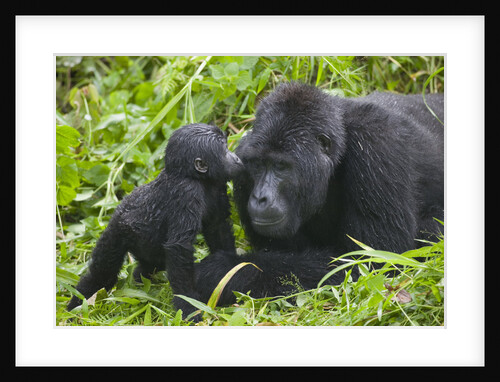 Baby Gorilla Kisses Silverback Male by Anonymous